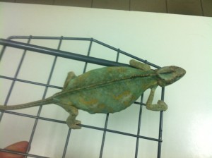 operace chameleona jemenského