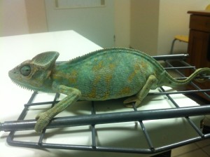 operace chameleona jemenského