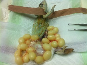 operace chameleona jemenského