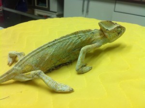 operace chameleona jemenského