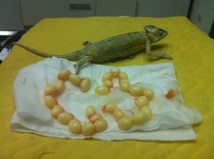 operace chameleona jemenského